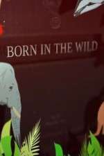 Watch Born In The Wild Megashare9
