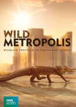 Watch Wild Metropolis Megashare9