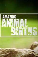 Watch Amazing Animal Births Megashare9