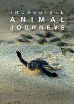 Watch Incredible Animal Journeys Megashare9