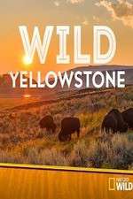 Watch Wild Yellowstone Megashare9