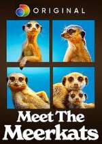 Watch Meet the Meerkats Megashare9
