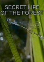 Watch Secret Life of the Forest Megashare9